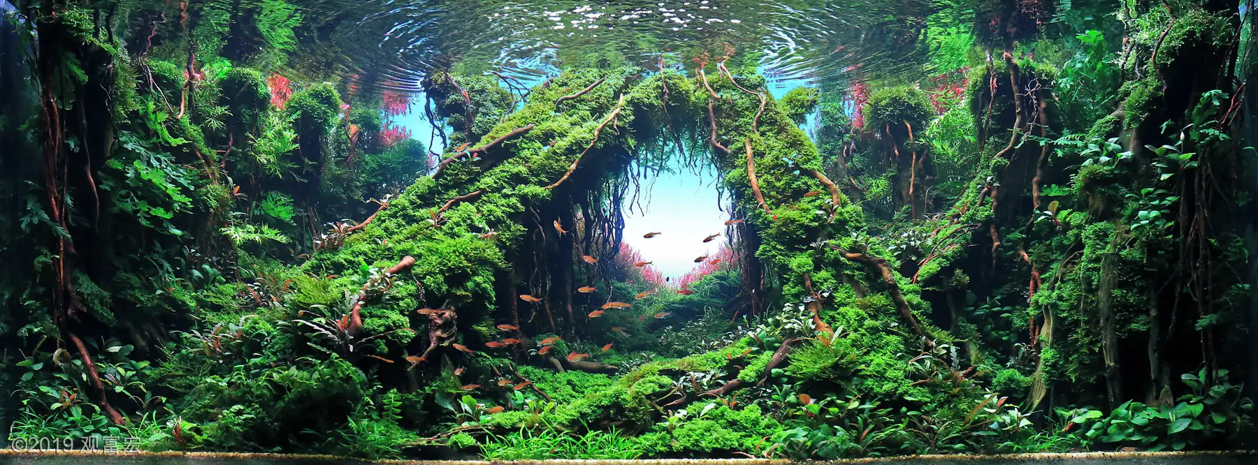 [TheStoriesOfTop7] Summer Solstice - Fuhong Guan / China - IAPLC 2019